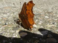 Polygonia egea