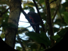 Trogon bairdii