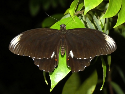 Ambrax Swallowtail