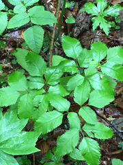 Ligusticum canadense