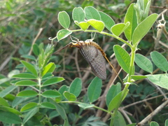 Ephemera orientalis