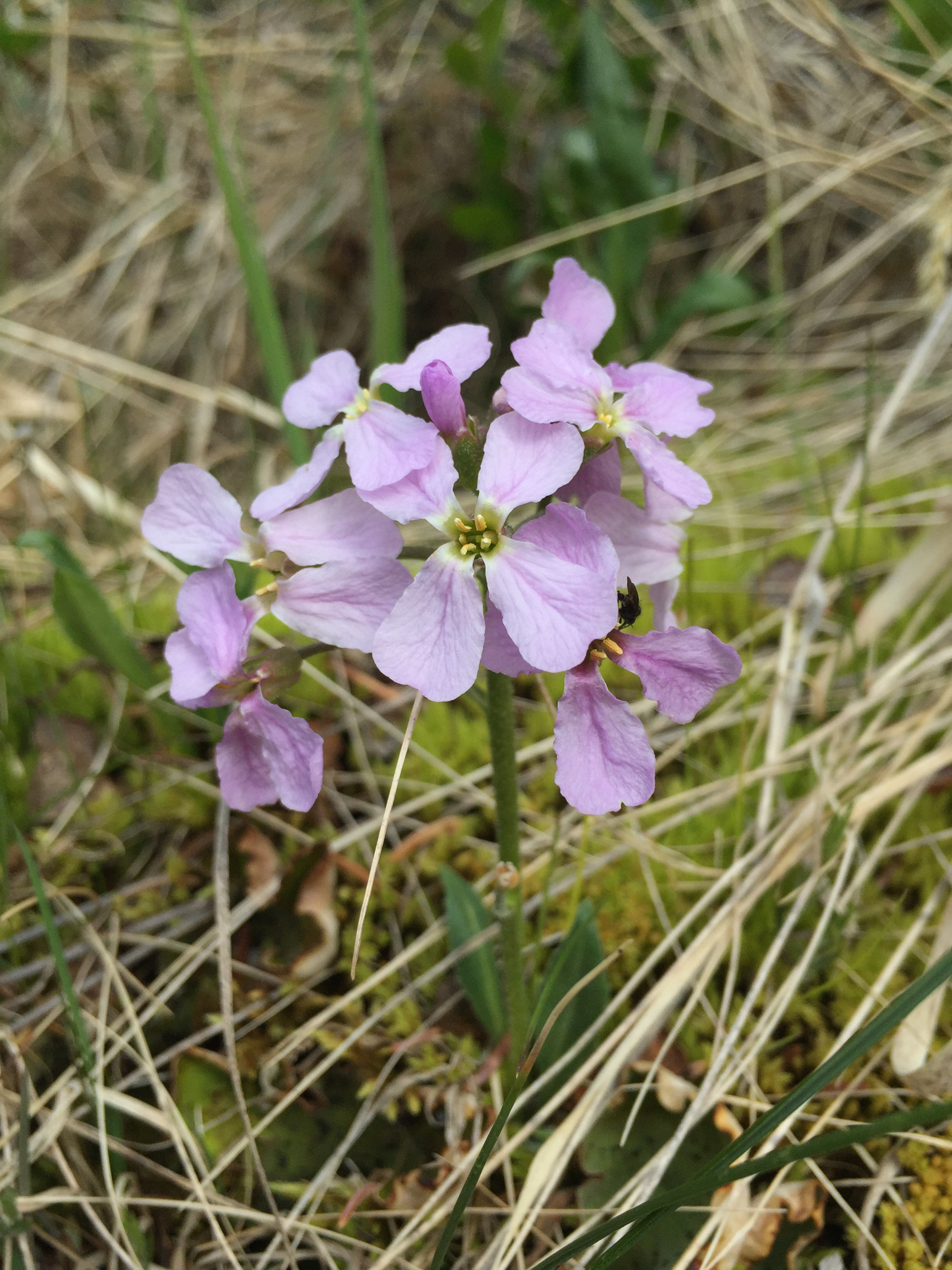 Parrya nudicaulis