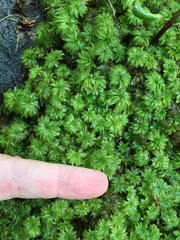 Rhodobryum