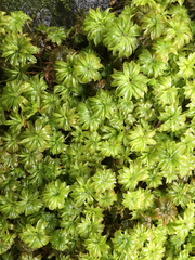 Rhodobryum