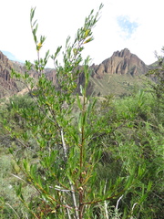 Kageneckia lanceolata