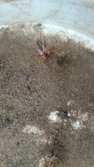 Eremobatidae
