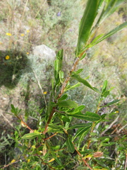 Kageneckia lanceolata