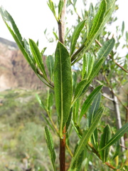 Kageneckia lanceolata