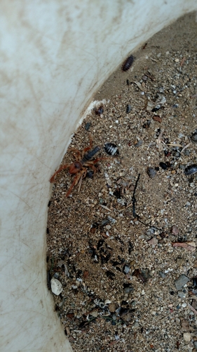 Solifugae