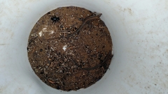 Aspidoscelis hyperythrus beldingi