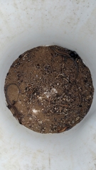 Aspidoscelis hyperythrus beldingi