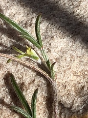 Lotononis filiformis