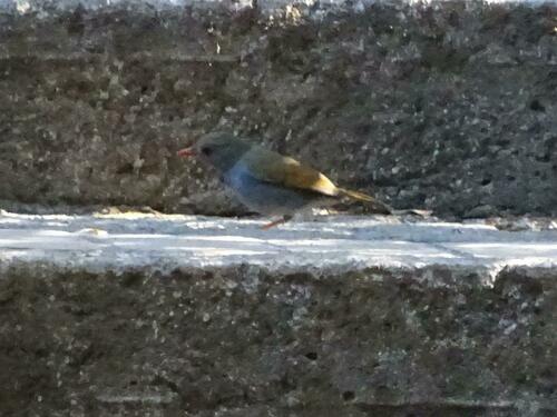 Orange-billed Nightingale-Thrush (Catharus aurantiirostris), photo 10