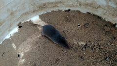 Notiosorex crawfordi