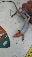 Aspidoscelis hyperythrus beldingi