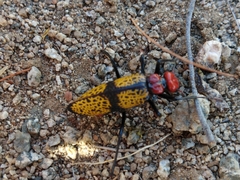 Tegrodera aloga