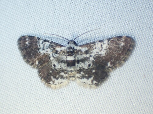 Physocleora minuta