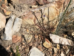 Lotononis filiformis