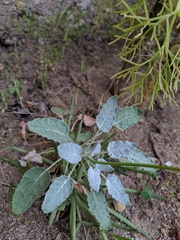 Eriogonum grande timorum