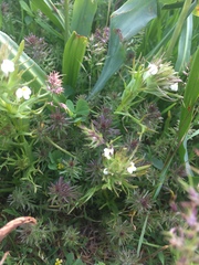 Triphysaria versicolor