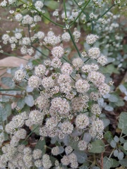 Eriogonum grande timorum