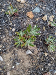 Eriogonum arborescens
