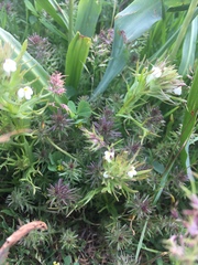 Triphysaria versicolor