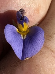 Lotononis filiformis