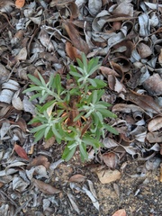 Eriogonum arborescens