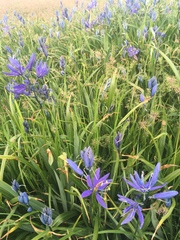 Camassia leichtlinii