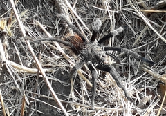 Dugesiella anitahoffmannae