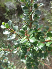 Schinus microphylla