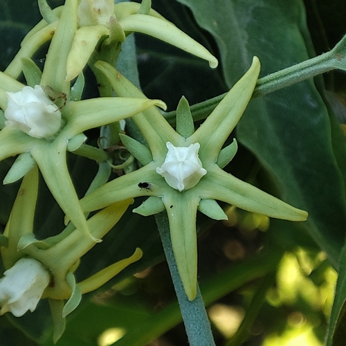 Araujia odorata (Araujia odorata)