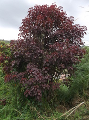 Euphorbia cotinifolia