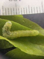 Lithophane antennata