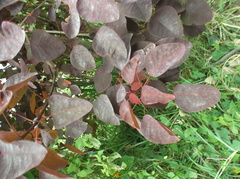 Euphorbia cotinifolia