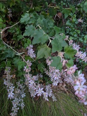 Malacothamnus clementinus