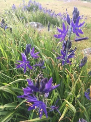 Camassia leichtlinii