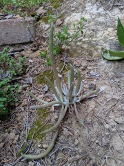 Dudleya attenuata