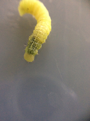 Lithophane antennata