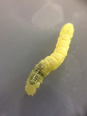 Lithophane antennata