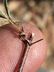 Lotononis filiformis