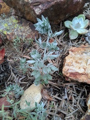 Acmispon argophyllus adsurgens