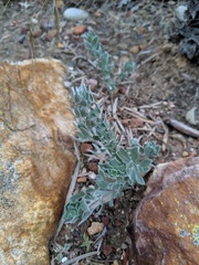 Acmispon argophyllus adsurgens