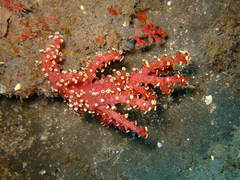 Chironephthya