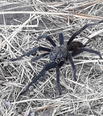 Dugesiella anitahoffmannae