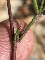 Lotononis filiformis