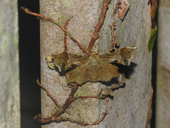 Krananda oliveomarginata