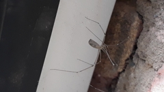 Pholcus phalangioides