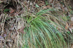 Xerophyllum asphodeloides